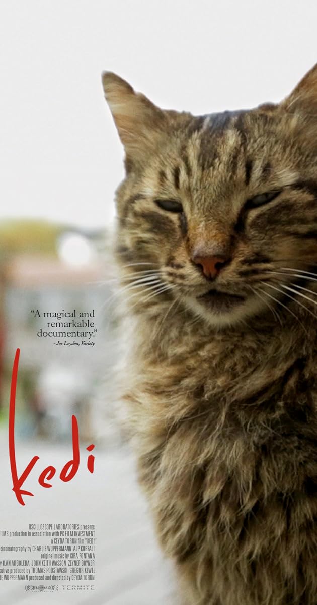 Kedi