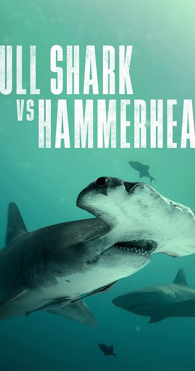 Bull Shark vs. Hammerhead