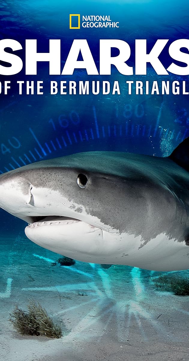 Sharks of the Bermuda Triangle