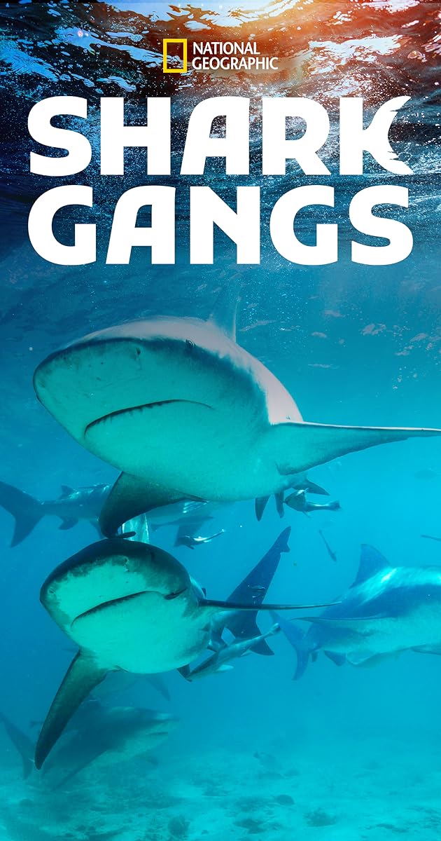 Shark Gangs