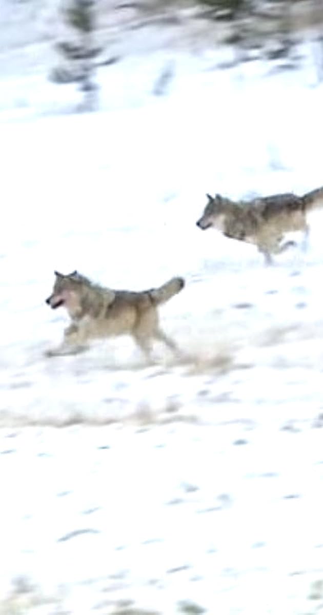 In the Valley of the Wolves