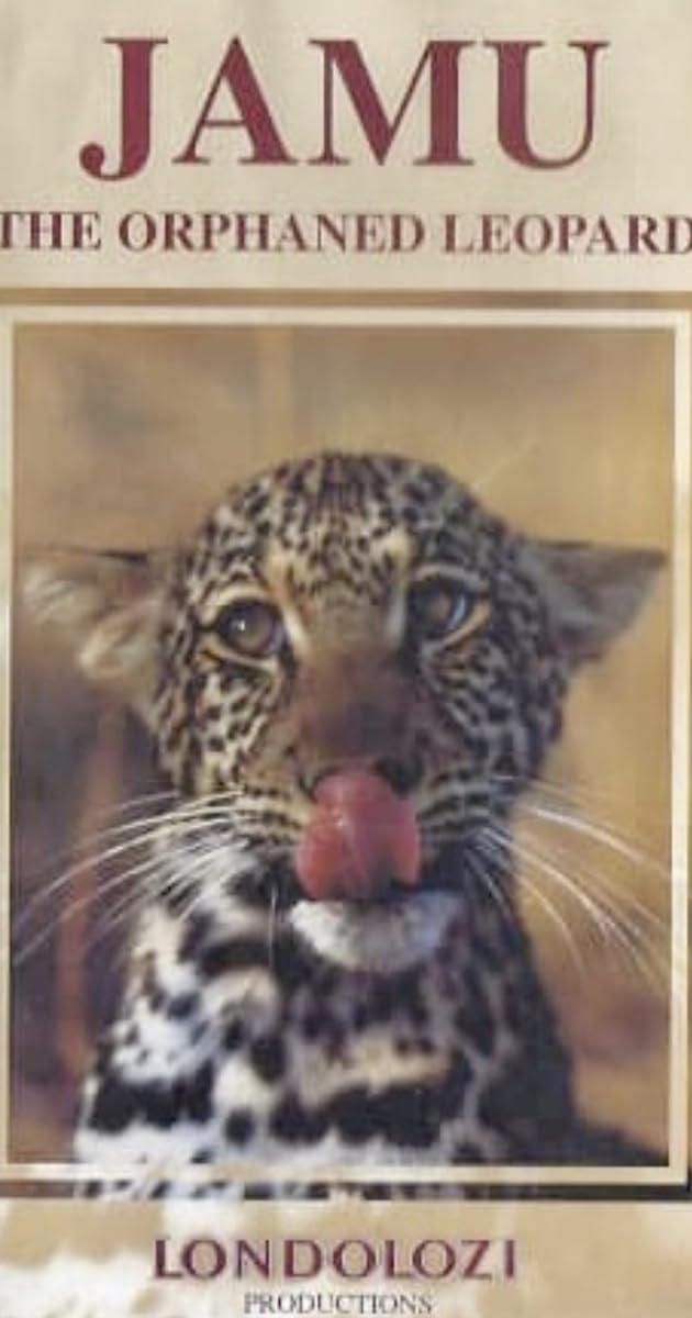 Jamu the Orphaned Leopard