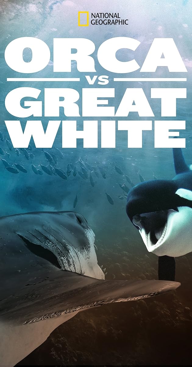 Orca Vs. Great White
