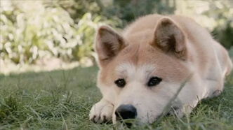 En İyi Köpek Temalı Filmler